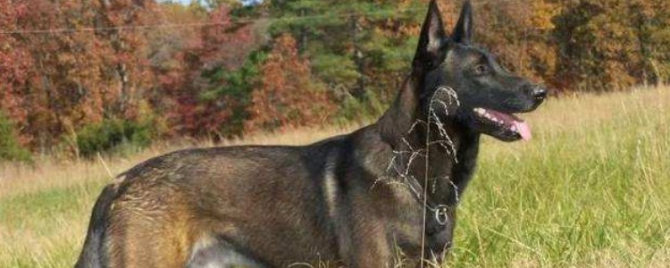 德国牧羊犬哪里买