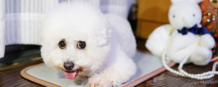 比熊犬天天吃蛋黄什么后果