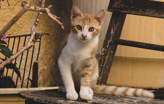 猫航空箱怎么解决拉屎问题 小可爱宠物网