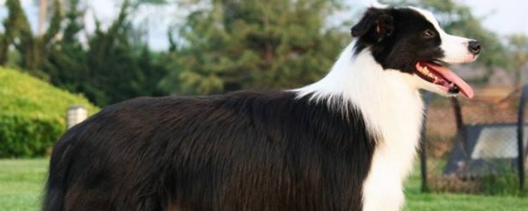 高狼犬和中亚牧羊犬的区别