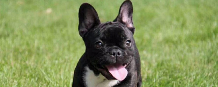 法斗在什么温度下需要穿衣服