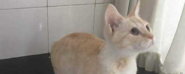 猫为什么拉蛋清一样的屎