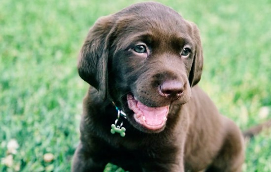 拉布拉多能吃鸡蛋吗