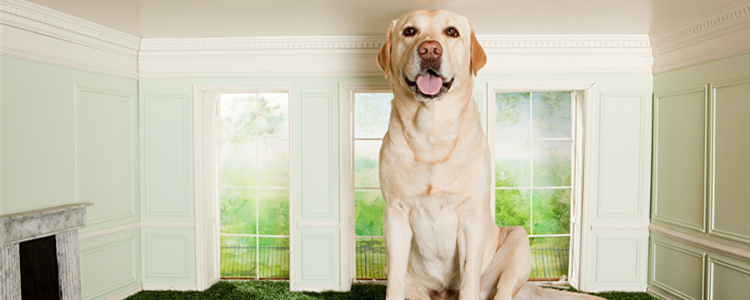 拉布拉多一天拉屎几次