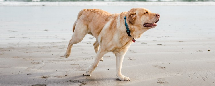 拉布拉多鼻子变红