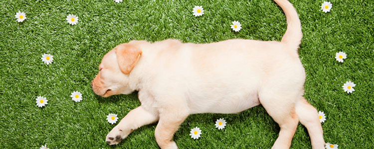 拉布拉多幼犬越打越凶