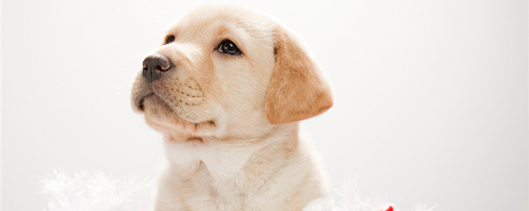 拉不拉多1个月大怎么养