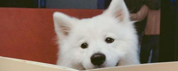 萨摩耶犬掉毛程度