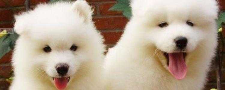 萨摩耶在多少度会怕冷