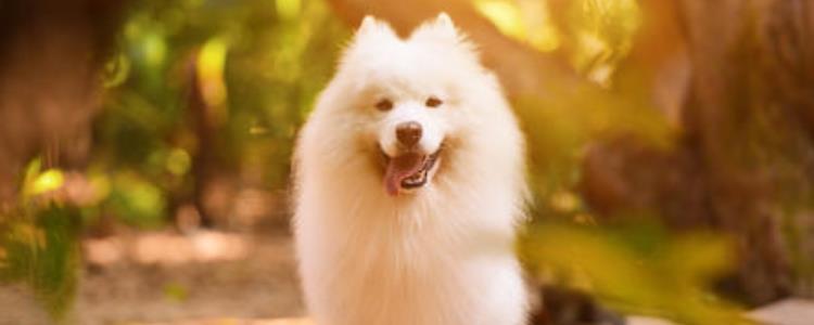 萨摩耶是不是大型犬