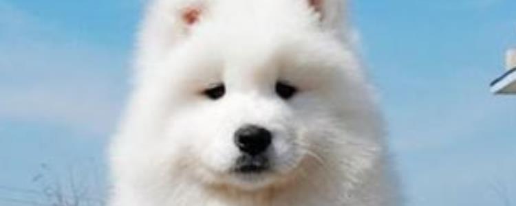 萨摩耶为什么养不起的原因