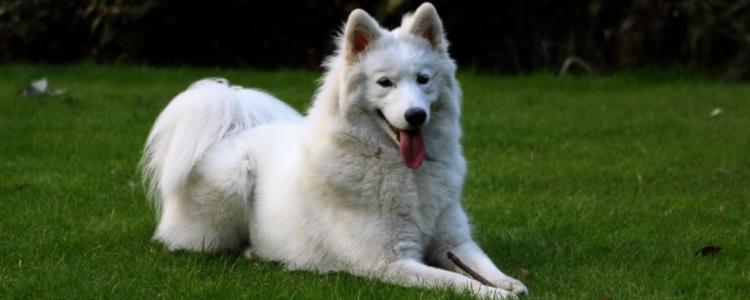 养萨摩耶有什么坏处