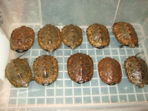 日本石龟是保护动物吗?