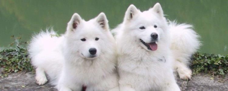 为什么萨摩耶是禁养犬的原因