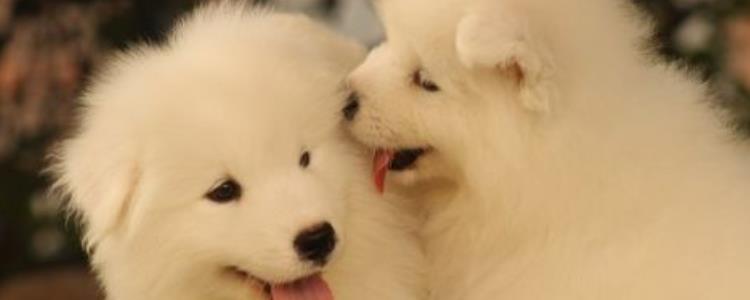 萨摩耶属于什么型号犬啊