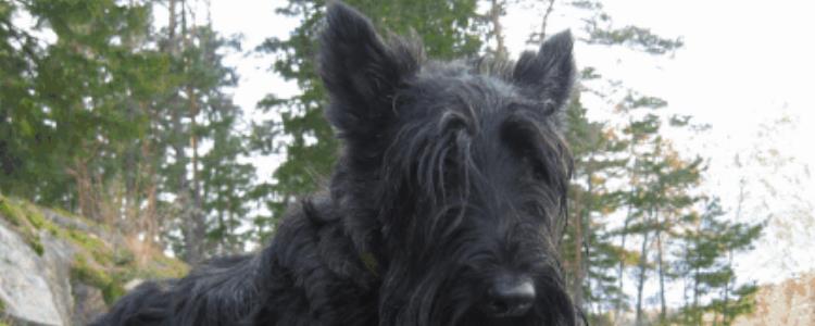 苏格兰梗和西高地区别