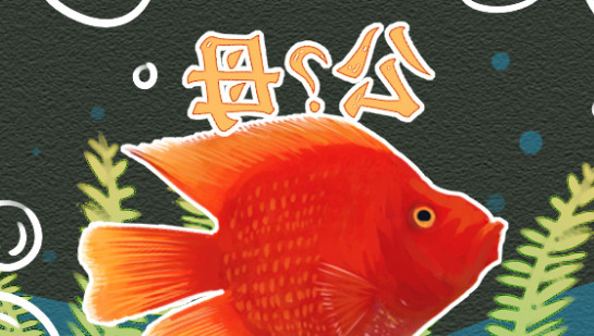 财神鱼怎么看公母