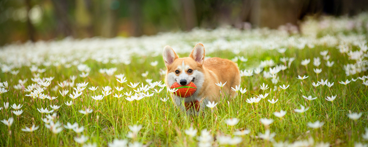 柴犬与柯基哪个聪明