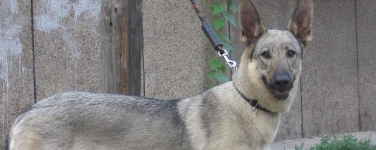 日本狼青犬和中华狼青的区别