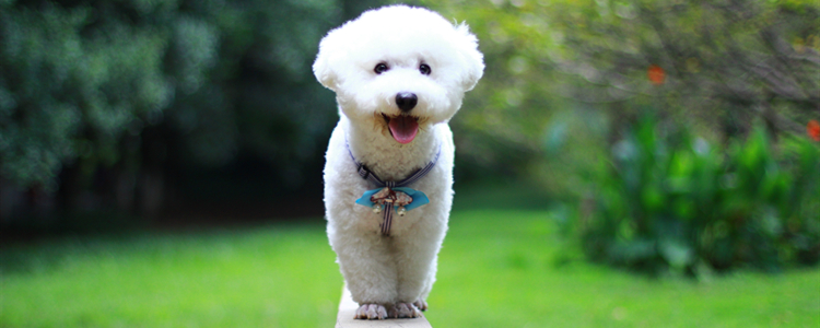 比熊犬只认一个主人吗