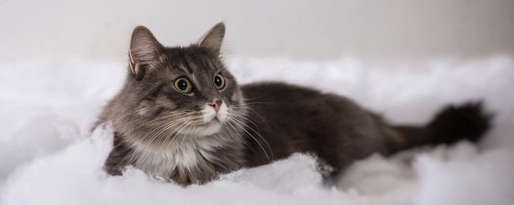 猫咪怎么这么懒