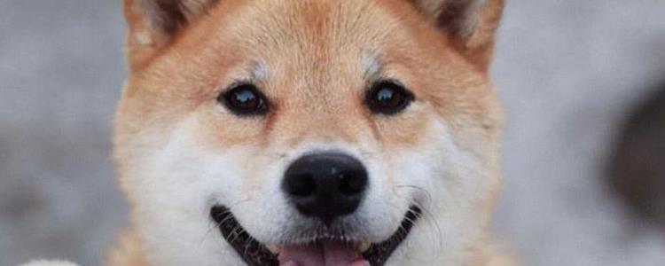 柴犬嘴巴黑多久会褪色