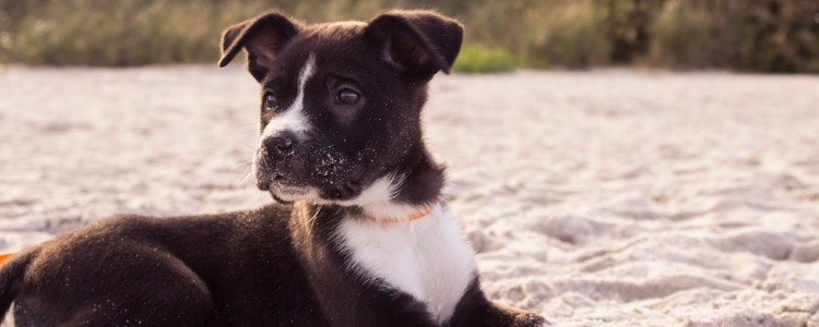 狗粮泡到什么程度幼犬可以吃