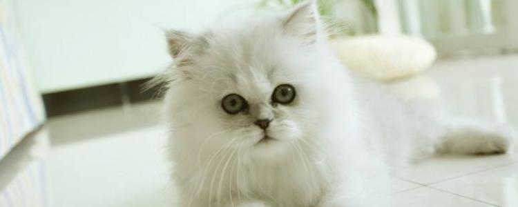 猫的脸怎么胖起来