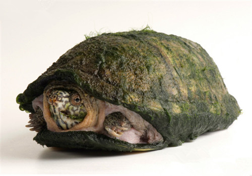 阿拉莫泥龟图片