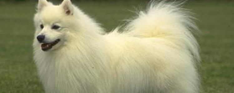 狗输完液还有炎症