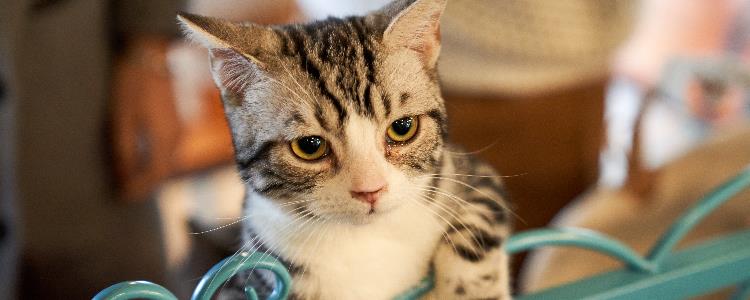 猫咪打疫苗前可不可以洗澡