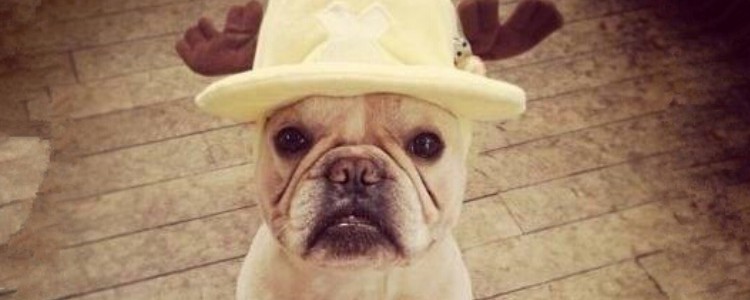 法斗犬身上红疙瘩怎么治疗