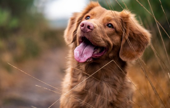 狂犬疫苗在哪里打