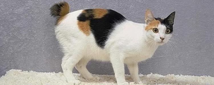 招财猫的原型是什么猫