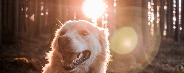 宠物狂犬疫苗多久打一次