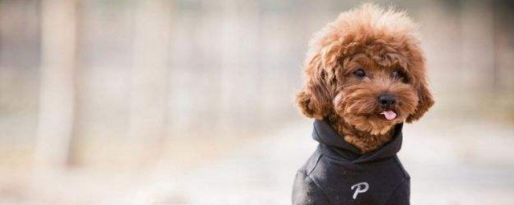 马尔泰犬是什么