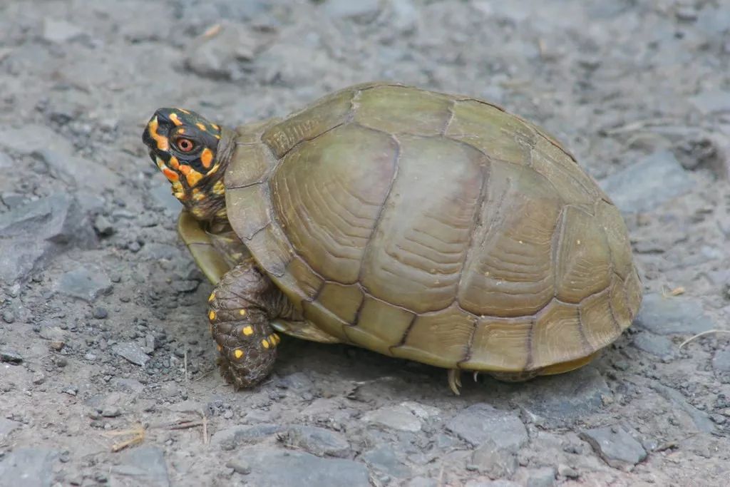 佛罗里达箱龟是陆龟还是水龟? 佛罗里达箱龟是陆龟吗