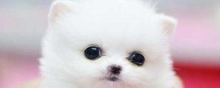 新买的幼犬很臭怎么办