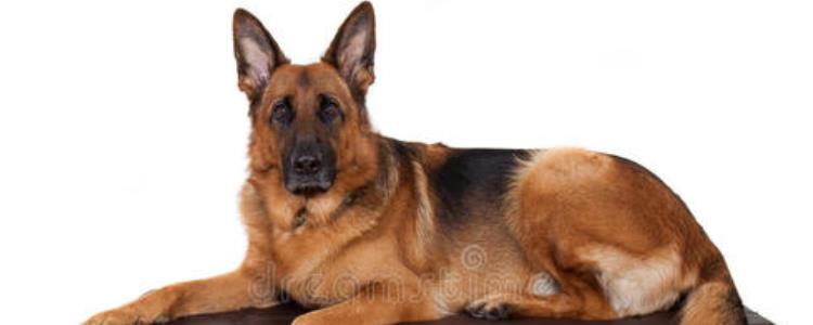 狗狗跑丢了大概多久可以自己回来