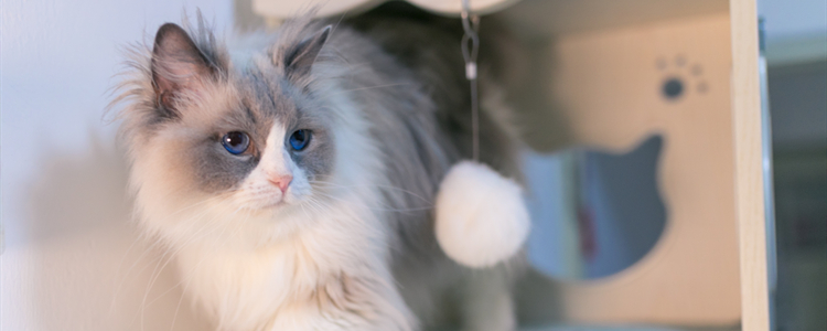 为什么布偶猫会突然扑上来咬