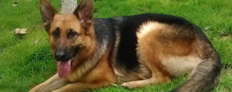 养黑狼犬要注意什么