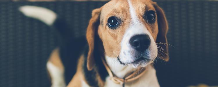 泰迪犬不吃东西怎么办好