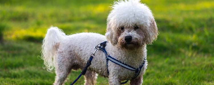 比熊掉毛严重什么原因