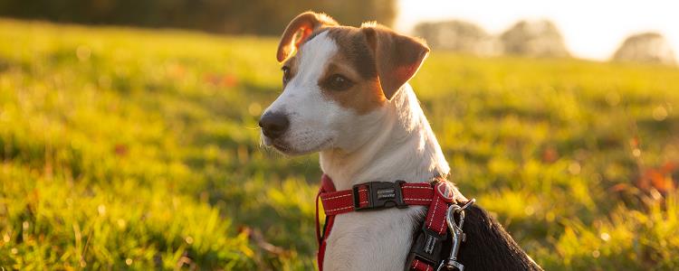 治疗犬瘟热用哪几种药