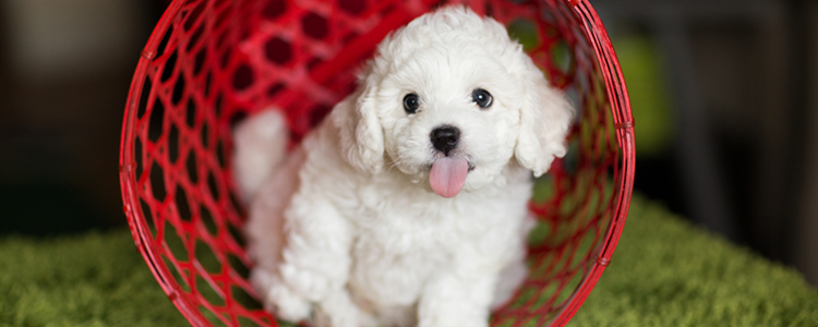 比熊犬不吃东西怎么办好