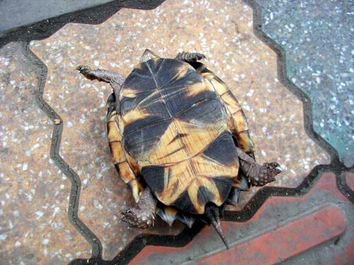海南野生八角龟图片