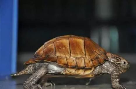 海南野生八角龟图片