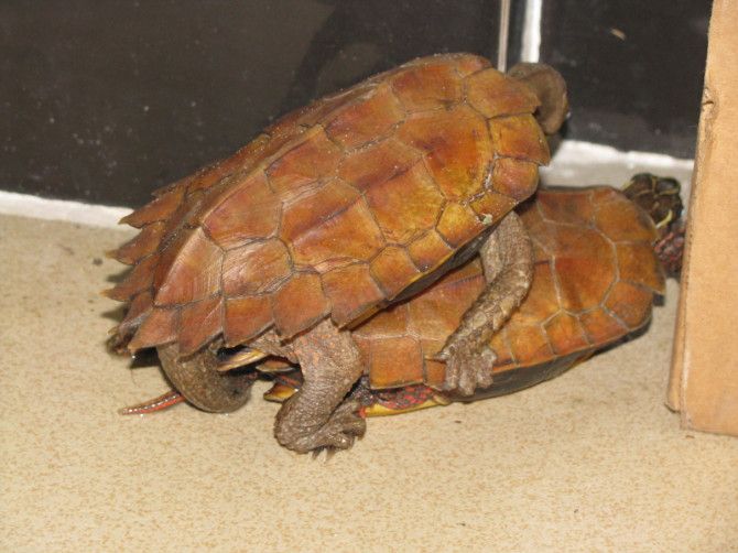 海南八角龟图片