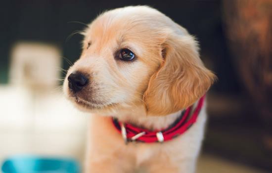 狗脱毛是什么情况