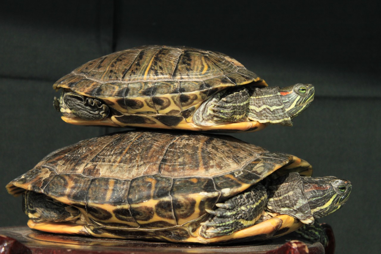 巴西龟可以在陆地养吗